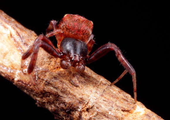 Male Spider