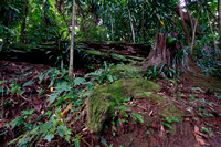 University of Puerto Rico's Botanical Gardens