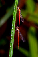 Damselflies Mating, West Indian Firetail