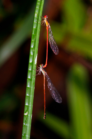 Damselflies Mating, West Indian Firetail