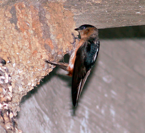 Cave Swallow, Golondrina de Cuevas