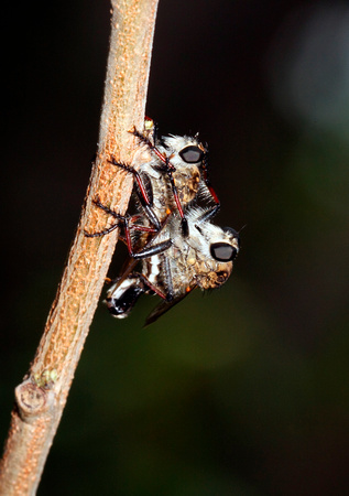 Mating Robber Flies