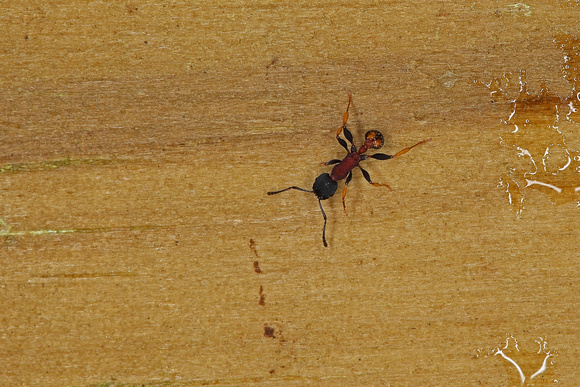 Yellow and Red Ant