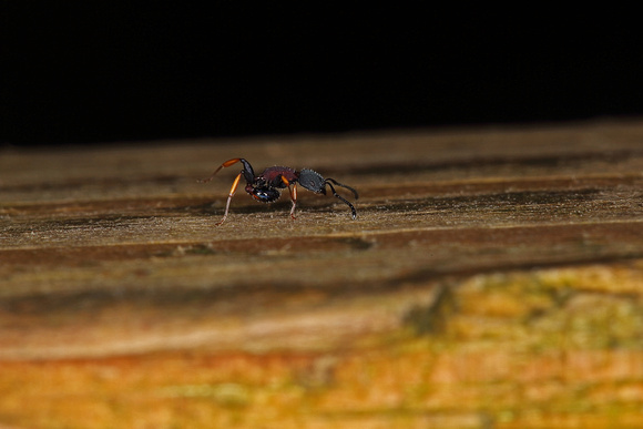 Yellow and Red Ant