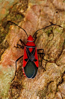 Saint Andrews Cotton Stainer bug / Dysdercus andreae (Linnaeus, 1758)