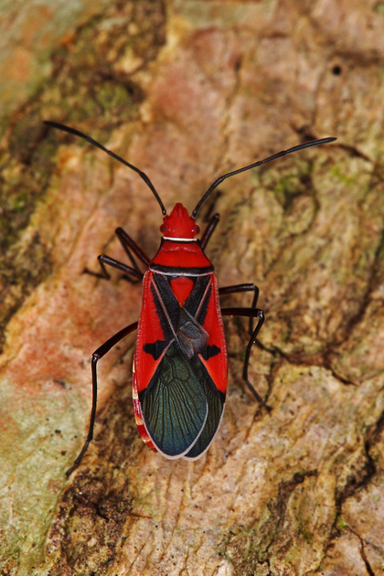 Puerto Rico Wildlife: Alfredo Colón | Saint Andrews Cotton Stainer bug ...