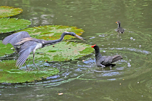 Tri-colored Heron Faces a Common Moorhen