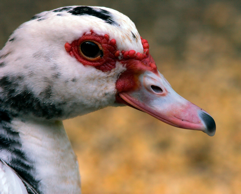 Puerto Rico Wildlife: Alfredo Colón | Domesticated Ducks | Domesticated ...