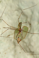 Arachnocoris portoricensis