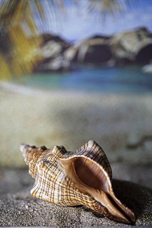 Seaside Shell Composite