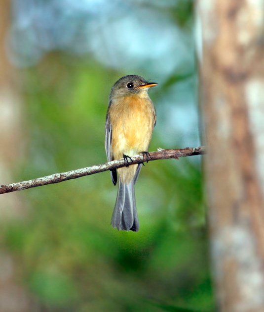 Puerto Rico Wildlife: Alfredo Colón | Lesser Antillean Pewee, Bobito