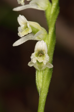 Orchid, Terrestrial
