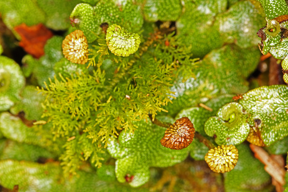 Liverwort Moss with Flowers