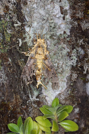 Dead Moth with Parasitic Fungi