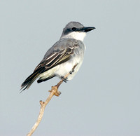 Gray Kingbird, Pitirre