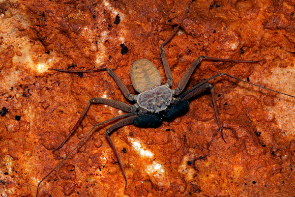 Whip Spider, Guabá