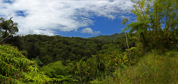 Panodrama El Yunque National Forest
