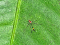 Ichneumon Wasp, Anomaloninae sp.