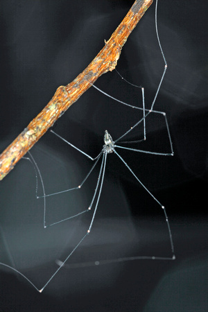 Long-legged Spiders