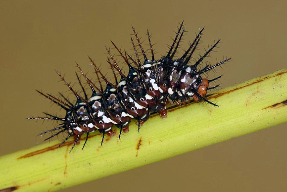 Caterpillar of the Dryas iulia Butterfly