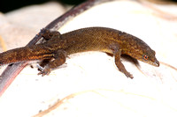 Sphaerodactylus sp.
