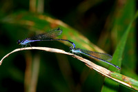 Antillean Bluet Mating