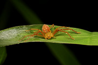 Sparassidae- The Huntsman Spiders