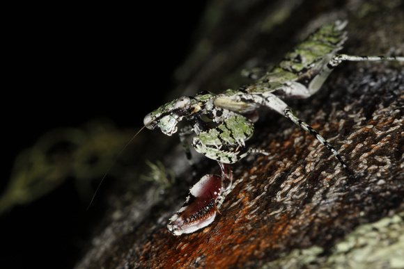 Grizzled Mantis, female
