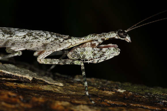 Grizzled Mantis, Male