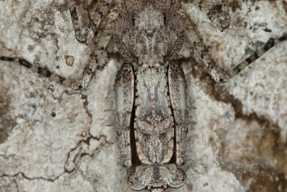 Grizzled Mantis, female