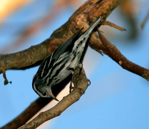 Black-and-white Warbler, Reinita Trepadora