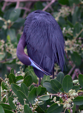 Little Blue Heron, Garza Azul