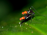 Micropezid flies, Hoplocheiloma sp