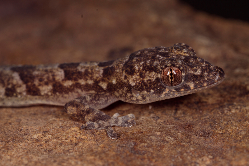 Puerto Rico Wildlife: Alfredo Colón | Geckos