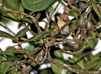 American Redstart, Candelita American