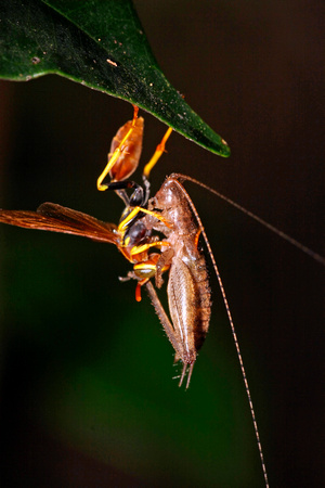 Feeding Wasp