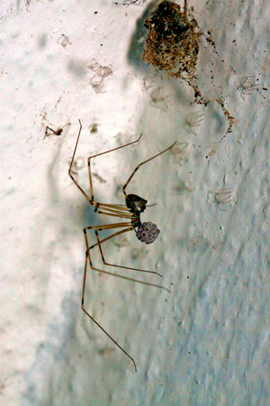 Long-legged Spider with Egg Sack