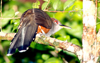 Puerto Rican Lizard-Cuckoo, Pájaro Bobo Mayor