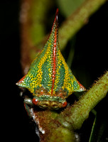Thorn Bug, Membracid, Umbonia crassicornis