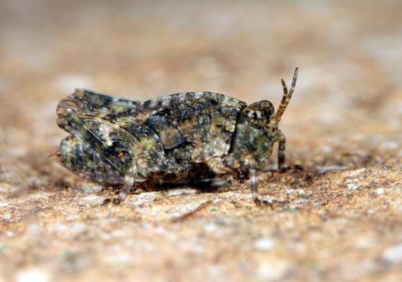 Tetrigid Grasshopper