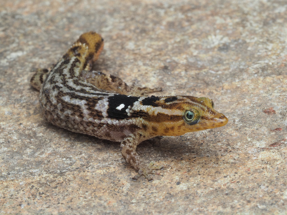 Big-scaled Least Gecko