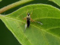 Hybotid Dance Flies