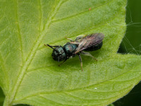 Small Carpenter Bees