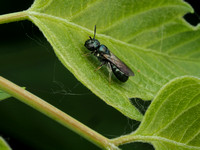 Small Carpenter Bees