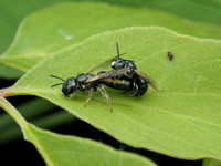 Small Carpenter Bees