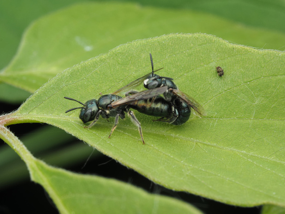 Small Carpenter Bees