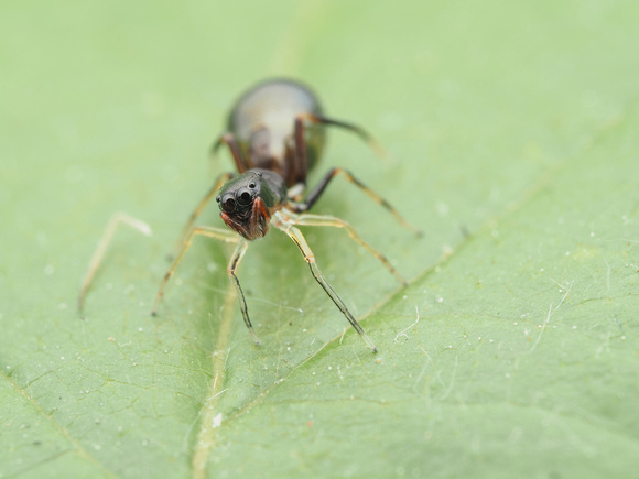 Slender Ant-Mimicking Jumping Spider