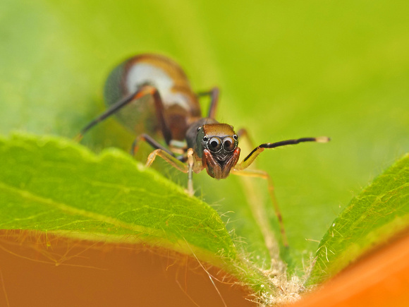 Slender Ant-Mimicking Jumping Spider