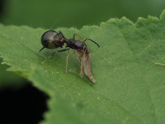 Slender Ant-Mimicking Jumping Spider