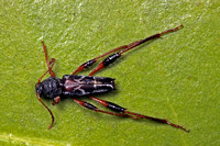 Cerambycid Beetles (See also Long-horned Beetles)
